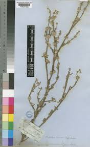 Image result for Neojeffreya