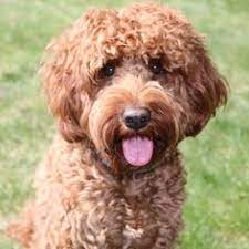 New and used items, cars, real estate, jobs, services adorable australian shepherd x standard poodle babies! Kira Johnson Kwj2 Profile Pinterest