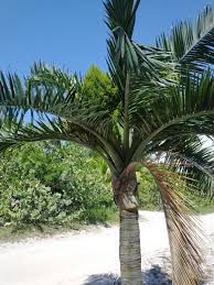 Image result for Pseudophoenix