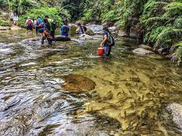 Driving there from kuala lumpur would take you about 1 hour to 2 hour and you'll reach an arch which leads you to the campsite. Ikan Tengas Peneman Pengunjung Berenang Di Sungai Chiling Libur