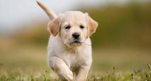 When the interest for a specific coat color grows, puppies get more. Do You Know Your Golden Retriever Dog Breed Quiz Must Try