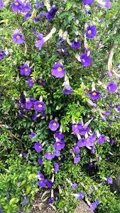 Image result for Thunbergia laborans