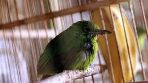 Dari segi bentuk fisik, ada beberapa ciri yang mempengaruhi kualitas suara burung cucak ijo. Habitat Cucak Hijau Mini Dari Sumatera Tribun Jogja