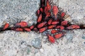Check spelling or type a new query. Plant Bugs Archives Page 16 Of 22 What S That Bug