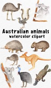 Australian Animals Plants Watercolor Clipart Illustration Etsy In 2021 Australian Animals Watercolor Animals Australia Animals