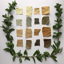Recent Natural Dye Experiments With Mint From My Garden Top To Bottom Rows Peppermint With Alum Peppermint Natural Dye Fabric Natural Dyes How To Dye Fabric