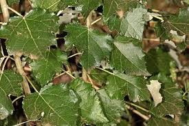 Image result for Populus ×  canescens