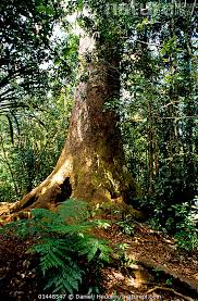 Image result for Agathis