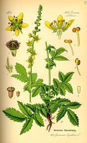 Photos Agrimonia Eupatoria L Recherche Google Medicinal Plants Plant Leaves Herbalist