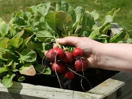 Maybe you would like to learn more about one of these? How To Grow Radishes From Seed Diy