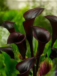 Image result for Zantedeschia