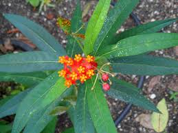 Image result for Erythrina falcata