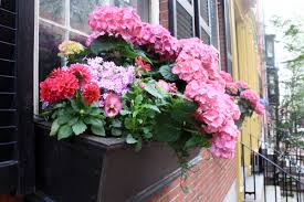 In your choice of colors and sizes, our selection of window boxes are perfect for foliage plants and flowers. The Art Of The Window Box A Few Tips And Tricks