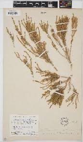 Image result for Sarcocornia natalensis