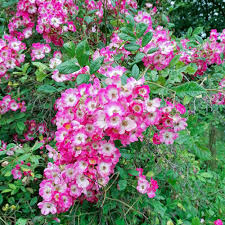 Eine farbenfrohe und vielseitige gartenstaude, für naturnahe gärten mit langer blühdauer. Bio Blumen Versand Lieferung Ungespritzte Rosen Bluten Kaufen