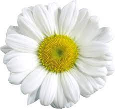 Download Png Image Camomile Png Image Free Flower Picture Flower Pictures Flower Download Daisy Tumblr