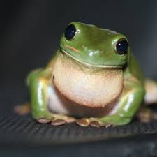Caring for a pacman frog is easy. Facts About Green Tree Frogs Things To Know Before Keeping Them As Pets Pethelpful By Fellow Animal Lovers And Experts