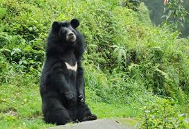 Asiatic Black Bear Range Map A New Life For Asiatic Black Bears In China Inside Ecology