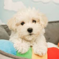 Pure bred shih tzu puppies (tus > tucson). Havachon Puppies For Sale Available In Phoenix Tucson Az