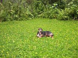 Drought Tolerant Ground Cover Instead Of Water Hogging Grass This One Is Called Perennial Peanut Drought Tolerant Landscape Drought Tolerant Ground Cover