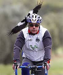 Hey jayy here, your favorite oddity, i made these goggles for fun during a tough time, they became really popular making it on the cover of make magazine issue 76. Fake Eyes Fool Smart Bird Stuff Co Nz