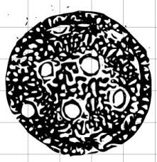 Image result for Aristida rhiniochloa