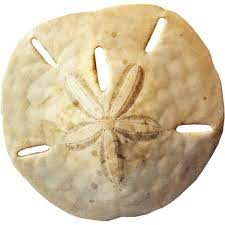 Nld Sand Dollar Png Found On Polyvore Beach Clipart Sand Clip Art