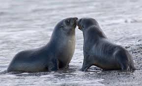 Antarctica The 7 Continents Fur Seal Cute Animals Animals
