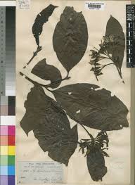 Image result for Leptactina