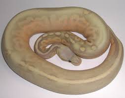 The banana ball python is one of the most popular pet snakes, because it is smallish, easy to care for and docile. The Boa Basement Pewter Banana Ball Pythons