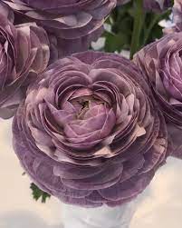 Ranunculus Elegance Italian Online Farmer Crema Gracy Buy At Ukranunculus Elegance Crema Italian Ranuncul Ranunculus Flowers Bulb Flowers Ranunculus
