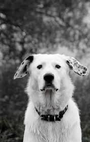 Black And Grey Spotted Dog Pin By Classychica On B L A C K N W H I T E Cute Dogs Dogs Dog Lovers