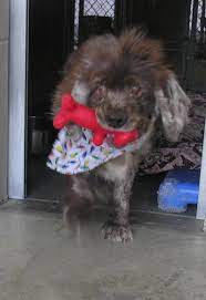 Adopt Toby On Petfinder Dog Adoption Pets Pet Adoption