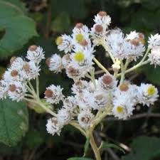 Image result for Aeollanthus homblei