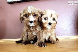 Browse thru our id verified puppy for sale listings to find. Cavapoo Puppy For Sale Near Madison Wisconsin 71575b3f 7ab1 Cavapoo Puppies Cavapoo Puppies For Sale Cavapoo