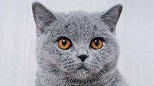 British shorthairs have broad chests, wide jowls, short, powerful legs, and thick necks. British Shorthair Price Personality Lifespan