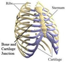 The ribs are bones which protect the heart, lungs and stomach in case of injury. Not A Rib Adventist Today