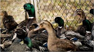 Buy barn building for your farming & agricultural storage needs. Instead Of Turkey Quail Partridge Pheasant Or Capon The New York Times