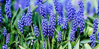 559 likes · 6 were here. 12 Fleurs Bleues A Avoir Au Jardin