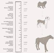 Dog collar and leash fit & sizing guide. Sizing Mungo Maud Dog And Cat Outfitters Dog Collar Size Dog Chart Dogs