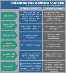 Difference Between Obligate Aerobes And Obligate Anaerobes Compare The Difference Between Similar Terms