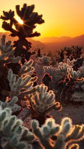 Besides good quality brands, you'll also find plenty of discounts when you shop for hd cactus during big sales. Cactus In Desert Hd Wallpapers Free Download Wallpaperbetter