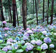 Hydrantea Forrest Hortensienwald Hortensien Garten Traumgarten Garten