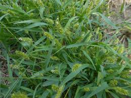 Image result for Poecilostachys oplismenoides