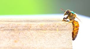 Image result for Queen bee