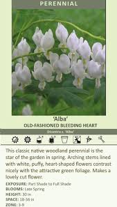Image result for Dicentra spectabilis alba