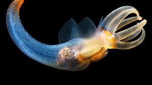 This may look like your average piece of seaweed but, believe it or not, it's actually a fish! Eerie Beautiful Photos Of Deep Sea Creatures By A Marine Biologist Mental Floss