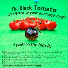 Black spots on tomato plant leaves are a sign of a fungus disease. Indigo Rose Black Tomatoes The Ripening Process