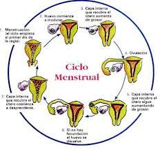 Mi Regla Es Irregular Sexperimentando
