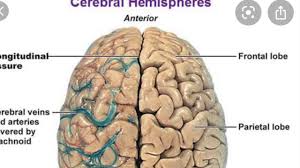 Central nervous system (cns) and the peripheral nervous system (pns). Ba Psychology Ch 3 Central Nervous System Urdu Part 1 Youtube